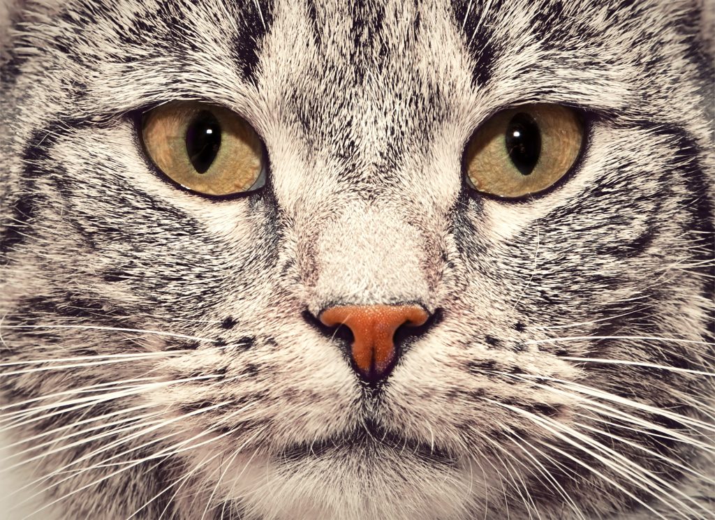 Hifema ocular en gatos