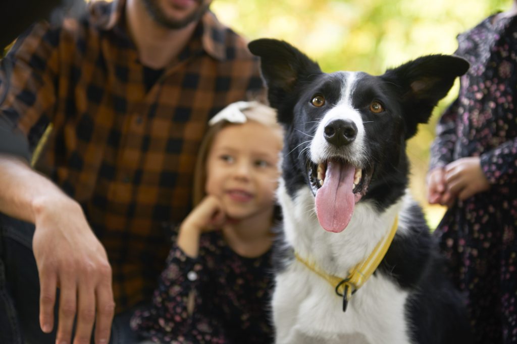 perro enseñar