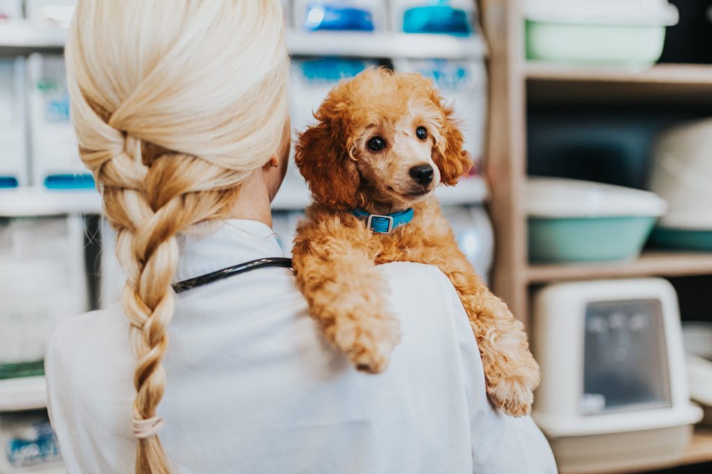 perro veterinario