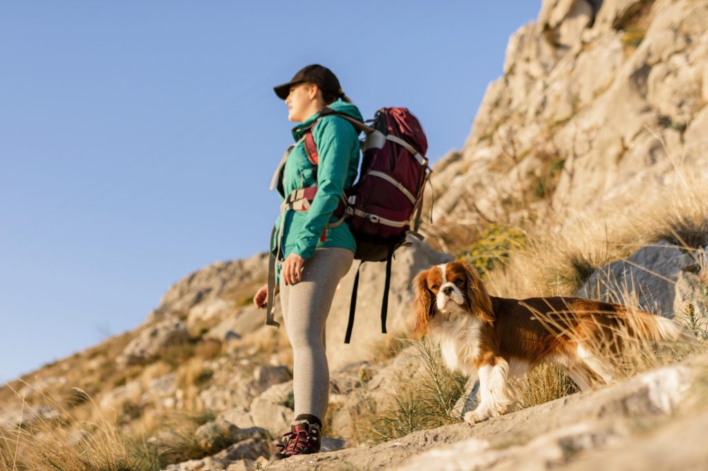 viajar con tu perro