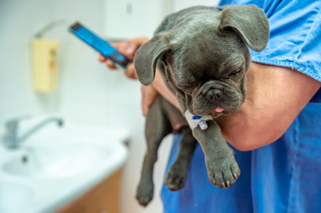 la leishmaniasis en perros