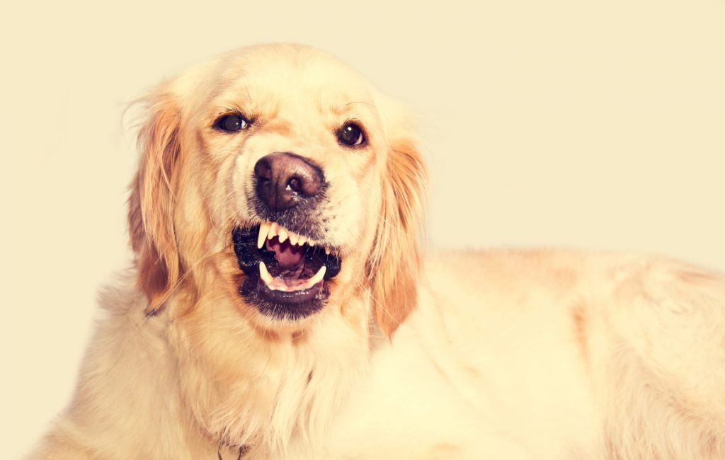 perro que gruñe