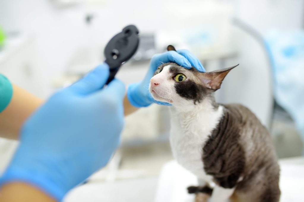 tratamiento para la conjuntivitis en gatos