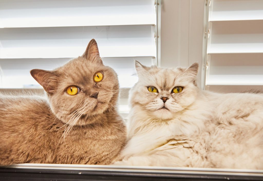 gatos socialización