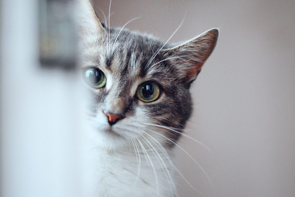 bolas de pelo en gatos