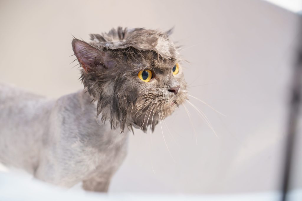 baño del gato bienestar