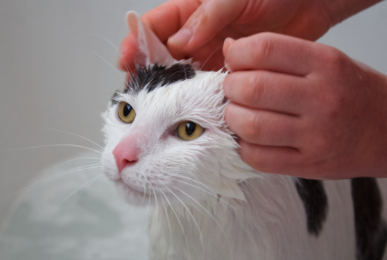baño del gato salud
