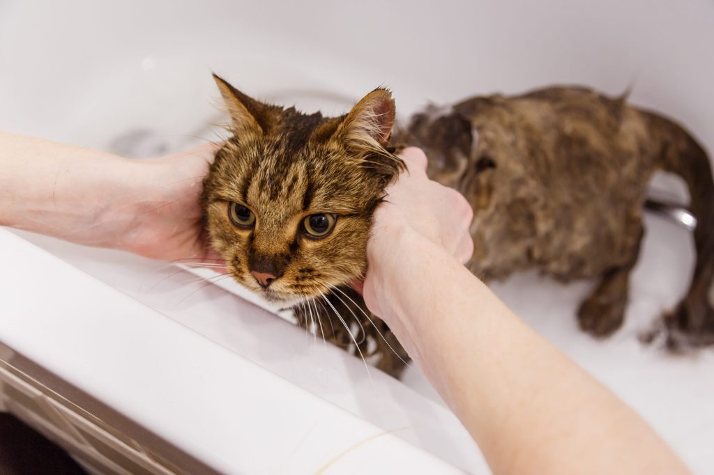 baño del gato cuidado