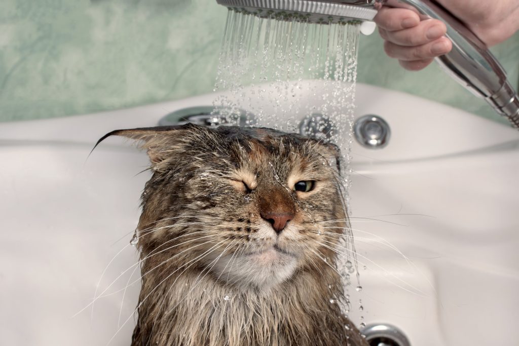 baño del gato