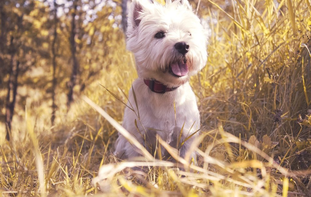 perro paseando cuidados pelo