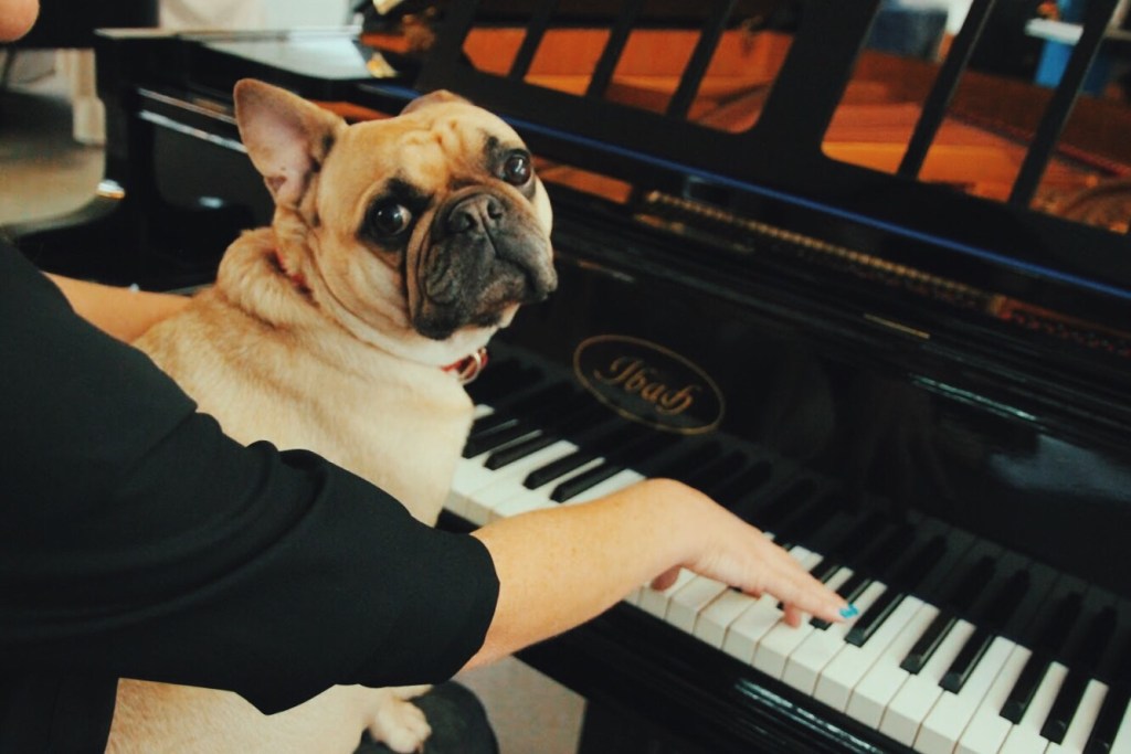 piano y perro