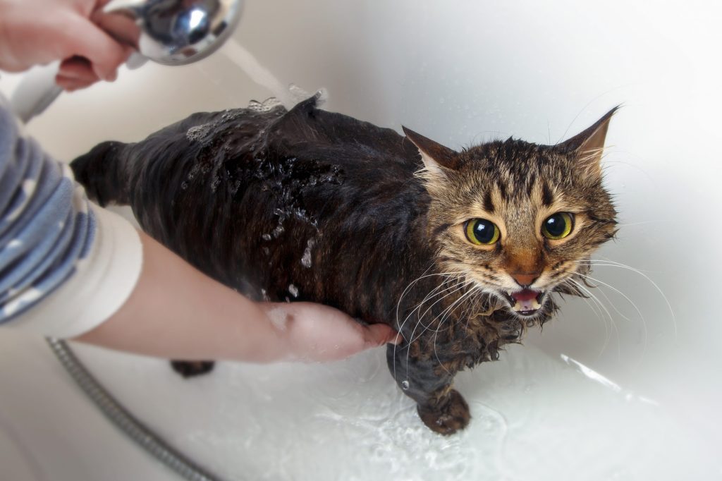 primer baño del gato