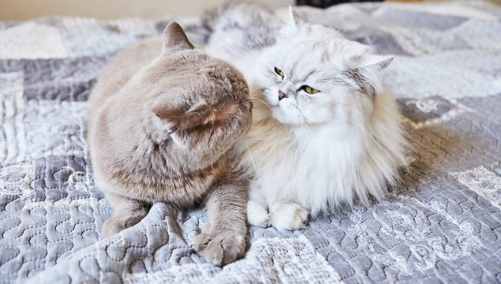 Socialización felina