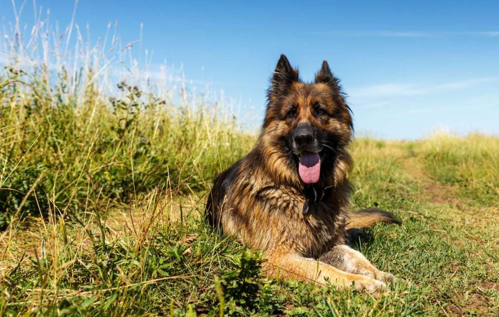 perros guardianes