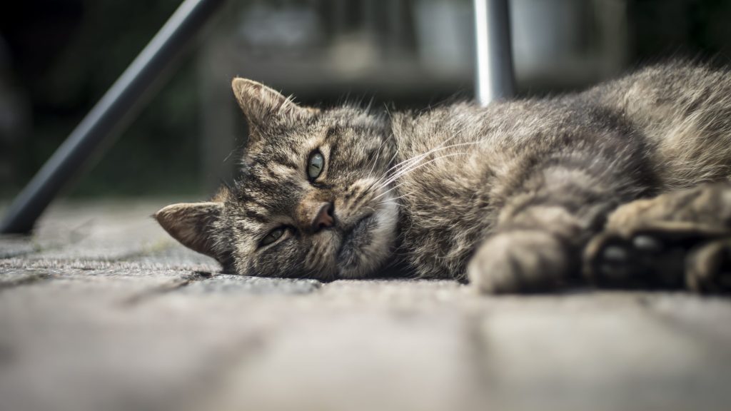cuidado gatos mayores