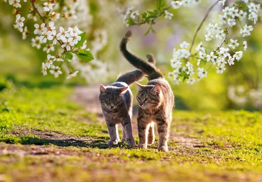 Gatos pelo primavera