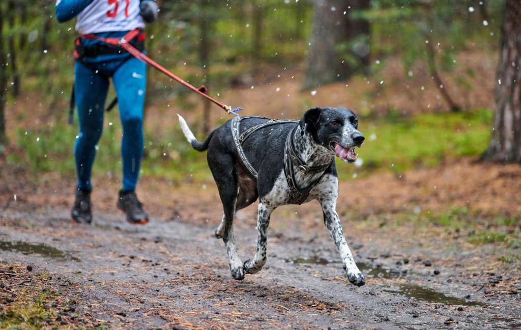 canicross perros