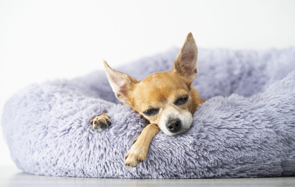 dormir a tu perro