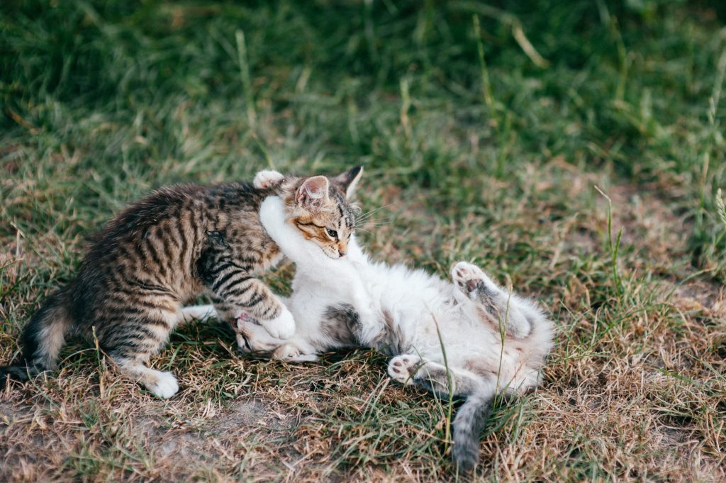 cuidados peleas entre gatos
