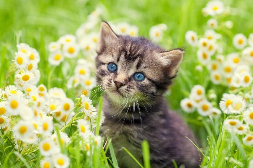 cuidados gato primavera