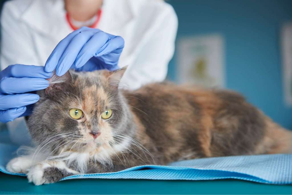 llevar a tu gato al veterinario