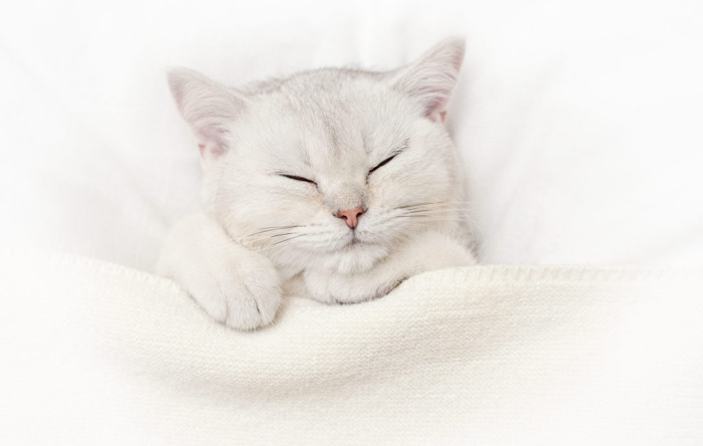 gato bebe durmiendo