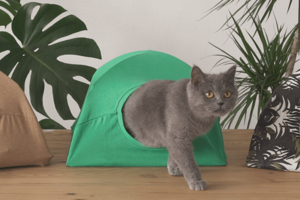 casa gato
