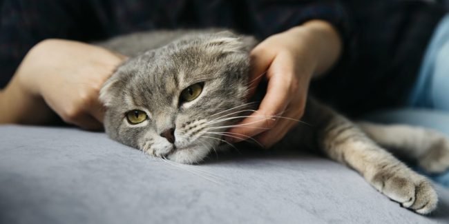 tratamiento contra gusanos gatos