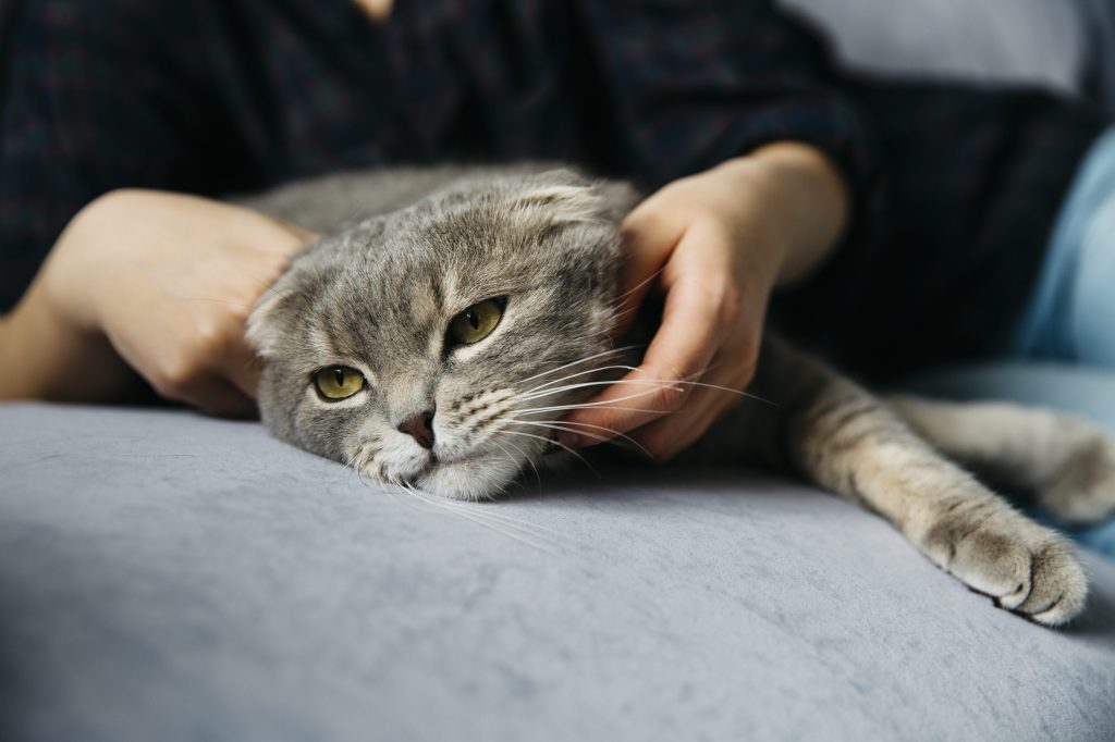 tratamiento contra gusanos gatos