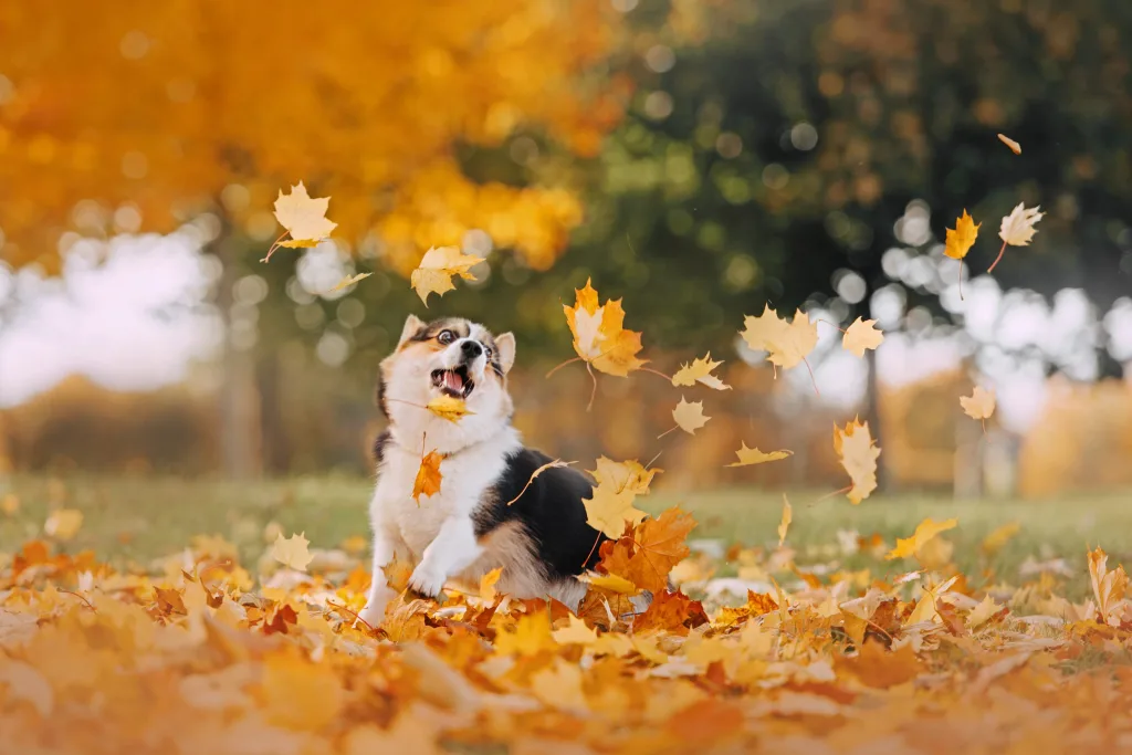 pelo perro otoño