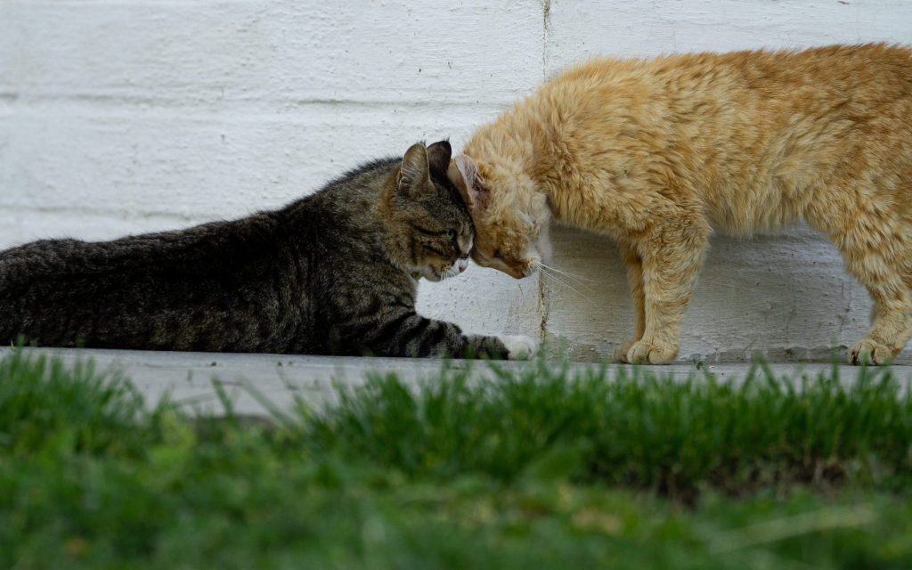 evitar peleas entre gatos