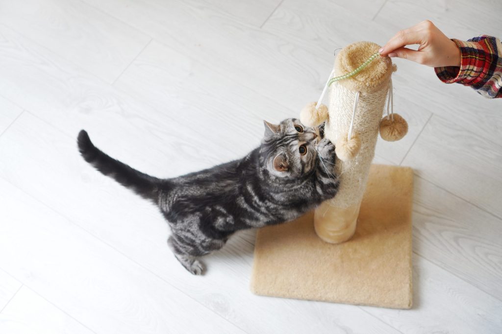 juguetes para entretener a tu gato