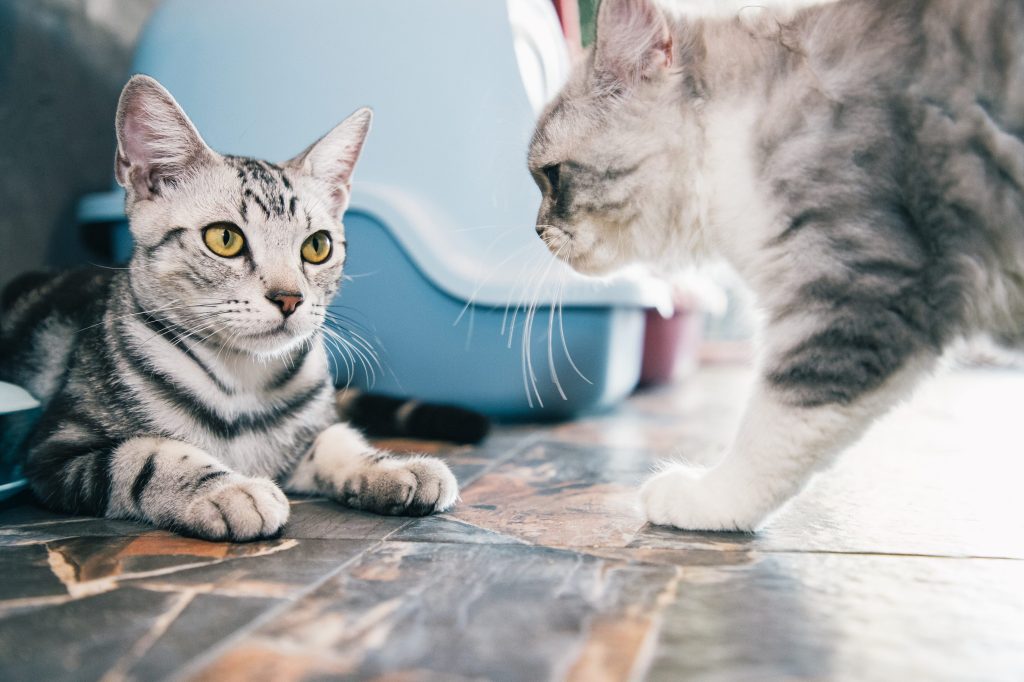 peleas entre gatos