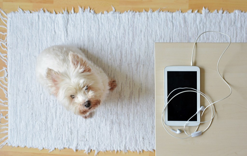 perrito y musica
