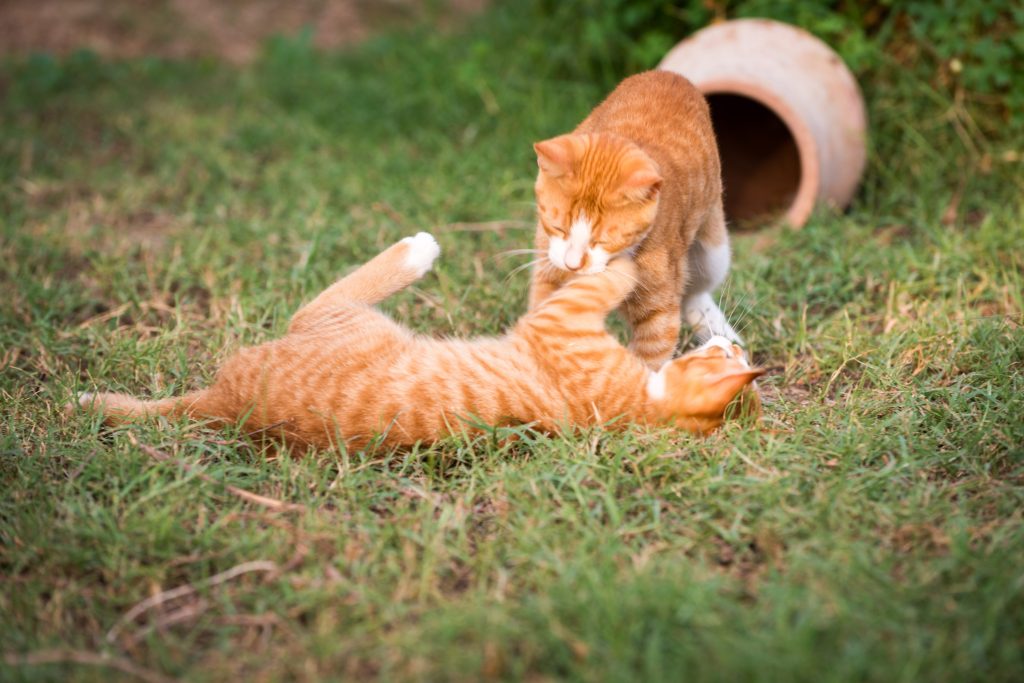 prevenir peleas entre gatos