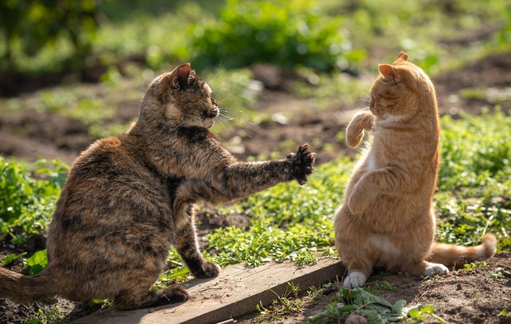 peleas entre gatos caseros