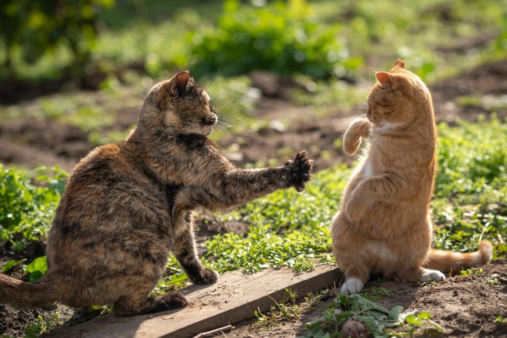 peleas entre gatos caseros