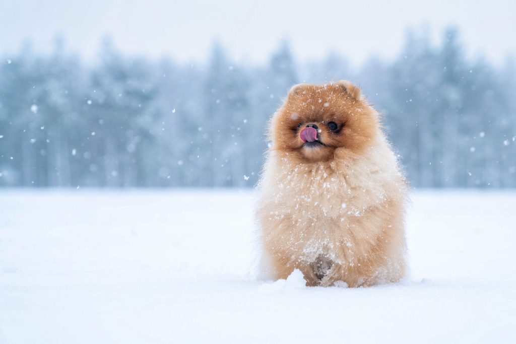pelo perro en invierno