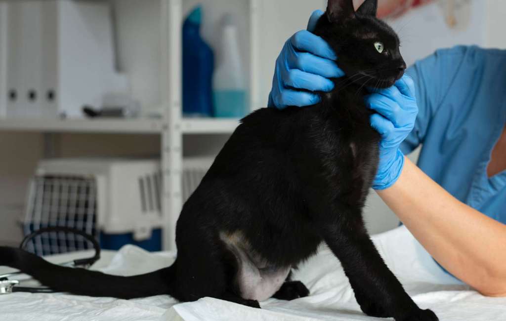 llevar a tu gato al veterinario