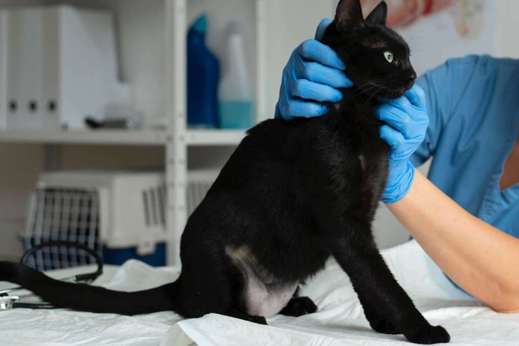 llevar a tu gato al veterinario