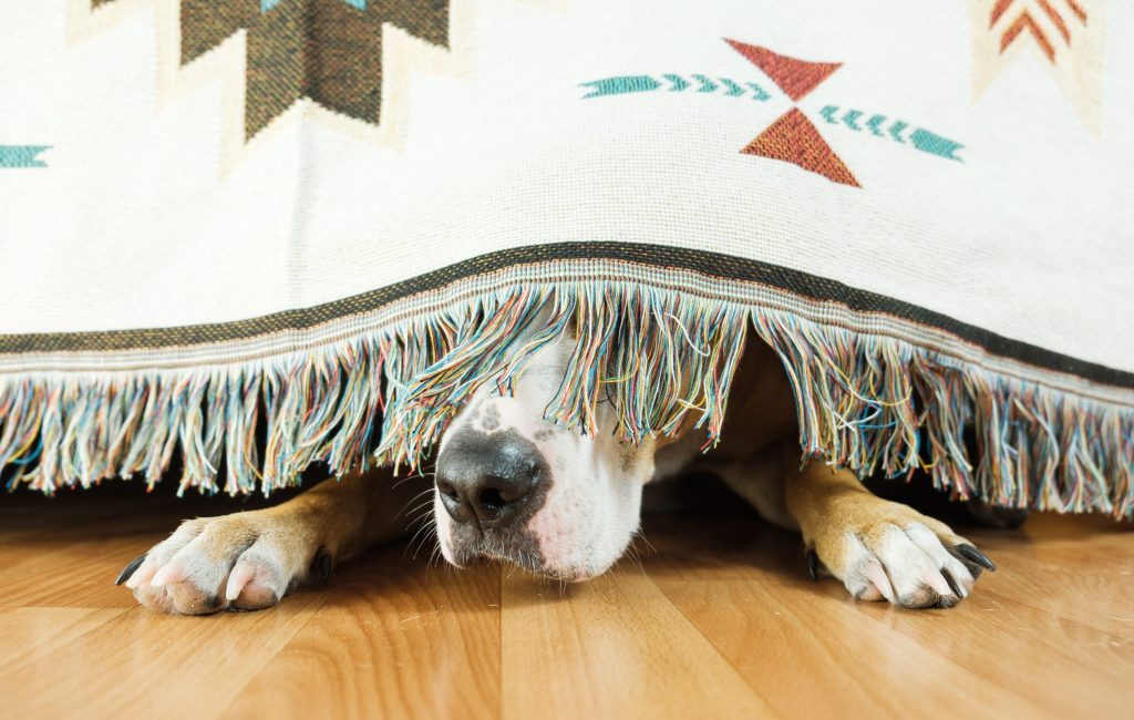 perro miedoso