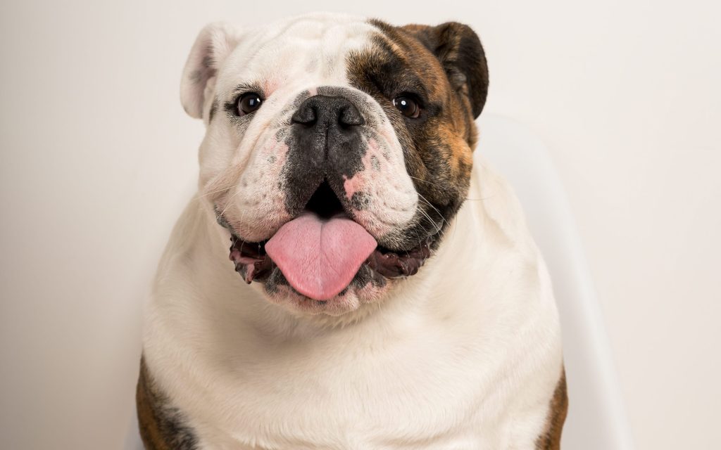 cuidados perros obesos
