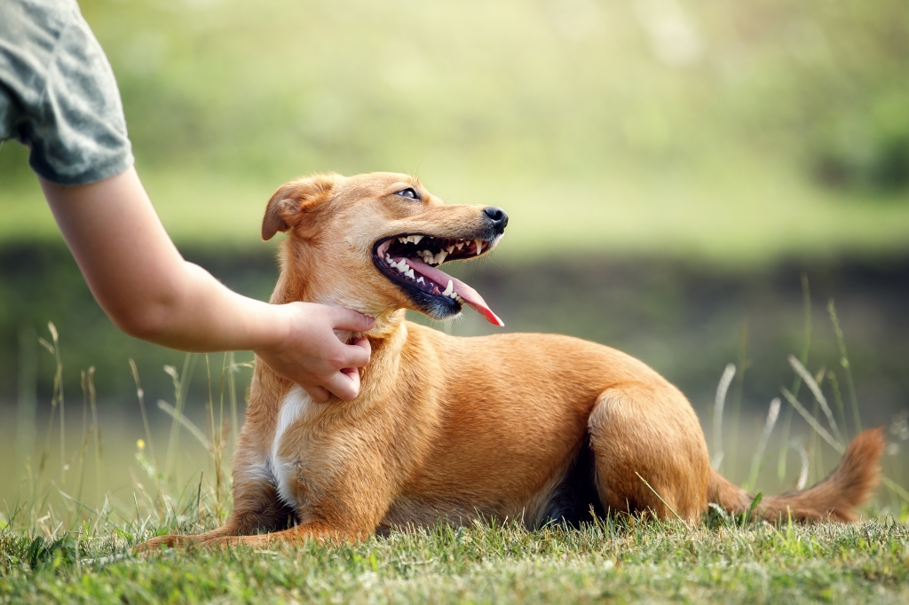 la leishmaniasis perros