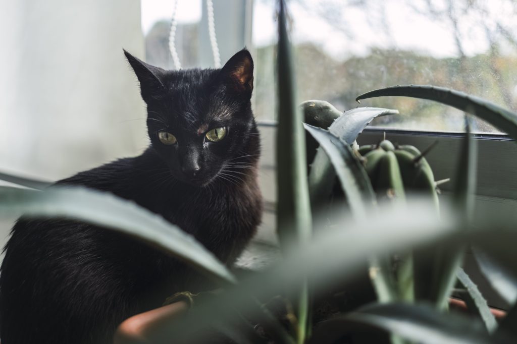 diabetes felina