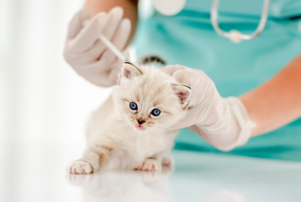 vacunar a tu gato