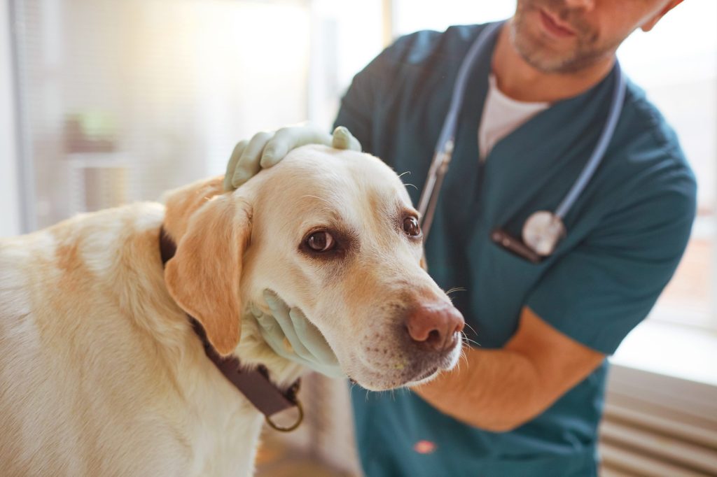 vacunar a tu perro 