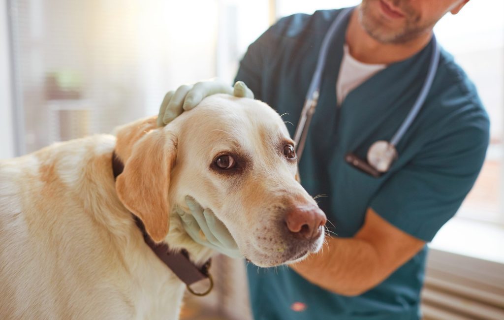 vacunar a tu perro