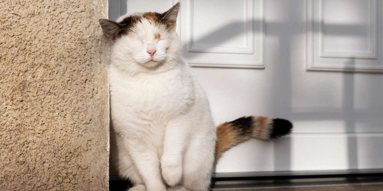 evitar gato escape jardín de tu casa