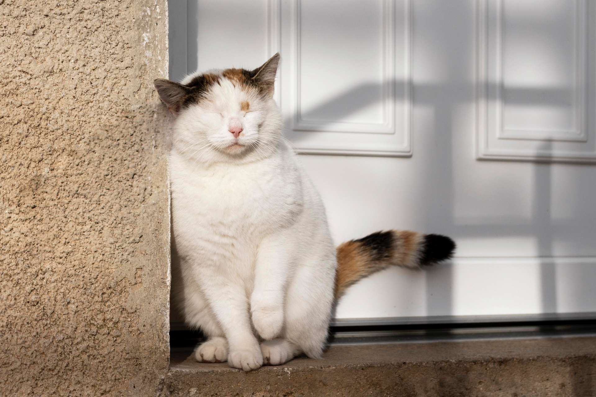 35 cosas que no debes hacer con tu gato