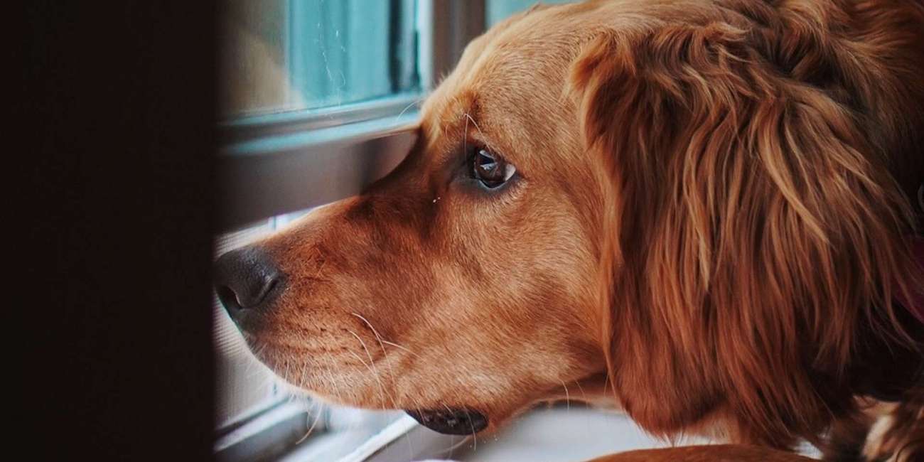 Animo monitor de comportamiento de perros